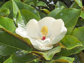magnolia-grandiflora_velika