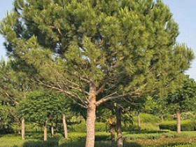 Pinus-pinea_velika