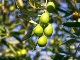 olive-category-pic_velika