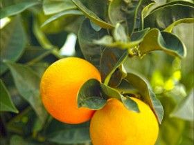 orange-washington--tree_velika