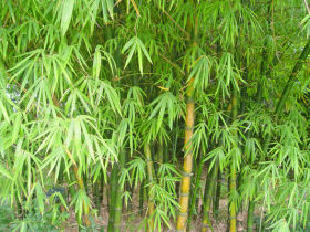 Bambusa-vulgaris_velika
