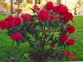 rhododendron_velika