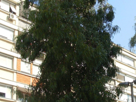 eucalyptus-rostrata_velika