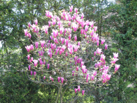 magnolia-soulangeana_velika