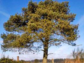 Pinus-sylvestris_velika