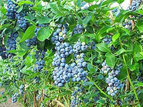 Blueberry_bluecrop_velika
