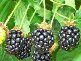 thornfree-blackberry-soft-fruit-bush_velika